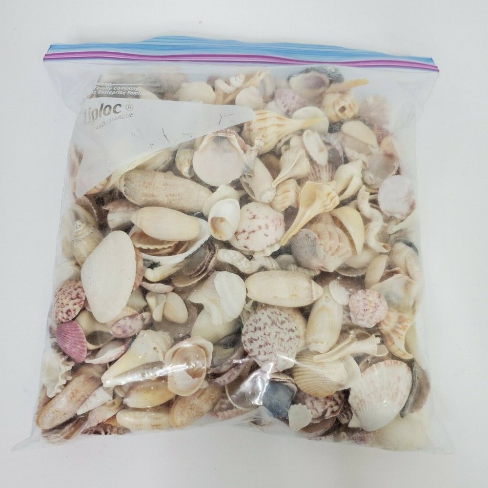 Cockle Shells Seashells Worm Beach Craft Coastal